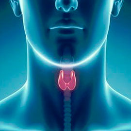 https://www.labuniverso.com/wp-content/uploads/2017/02/tiroides.jpg